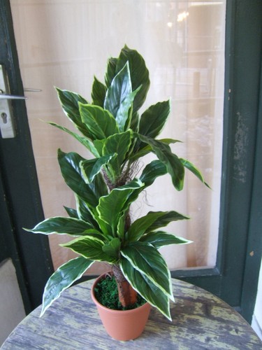 Künstliche pflanze cordyline - künstliche,