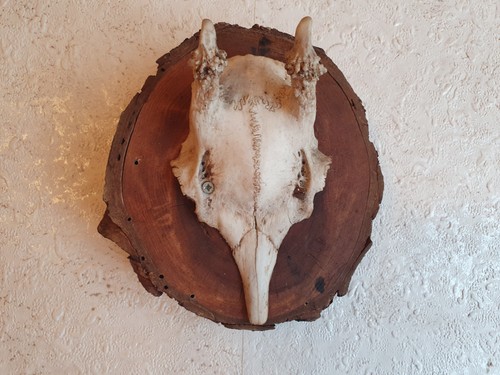 Rehgeweih jagd auf - jagd,