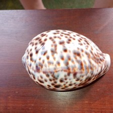 Zwei Schöne Muscheln Kauri Tiger Muschel