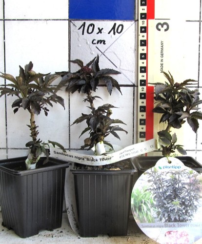 Sambucus nigra black - sambucus,