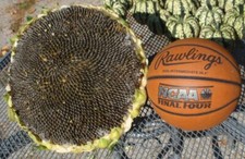 Riesen Sonnenblume Mongolian