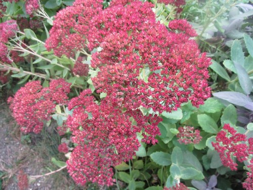 Fette henne fettehenne sedum - henne, :