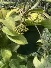 Hoya Fitchi 6Inch - Full