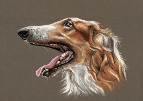 Windhund levrier barsoi - *,