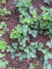 15 Stück Erdbeerpflanzen Mieze Schindler und Korona aus meinem Biogarten