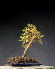 Bonsai outdoor winterhart