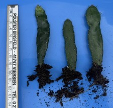 Opuntia (Feigenkaktus) Ableger