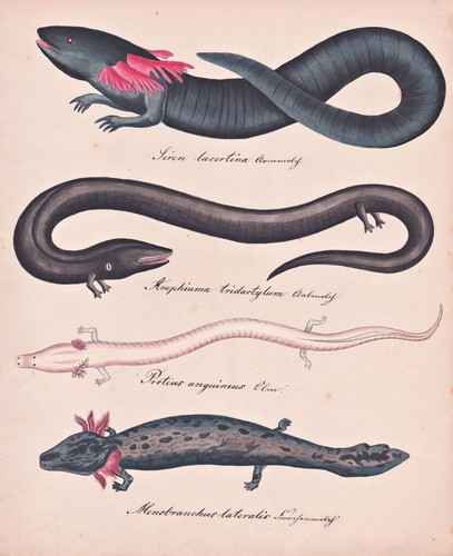 Olm grottenolm molche - newt, eft