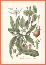 Mispel  Mespilus germanica