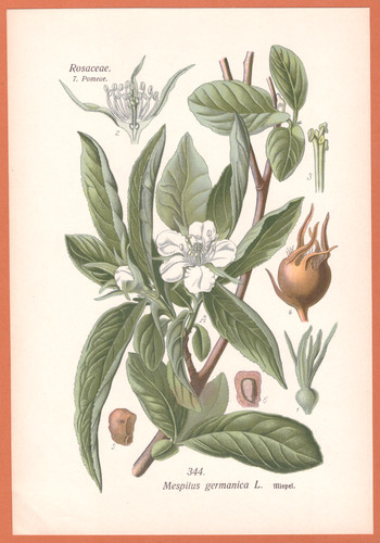 Mispel mespilus germanica - ,