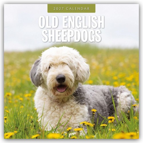 Old english sheepdogs - old,