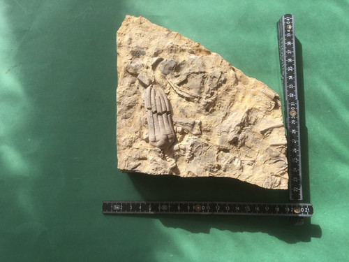 Seelilienkrone encrinus - seelilienkrone,,