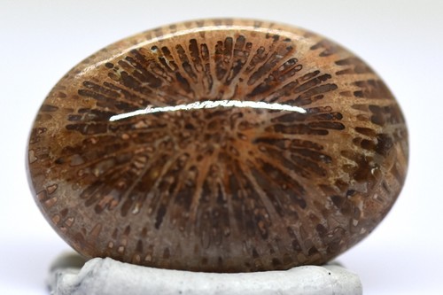 Echte fossile koralle - echte,
