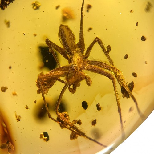 Spinne burmesisch burmit - in, /