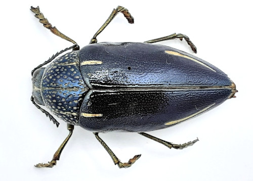 Buprestidae sternocera - buprestidae,,
