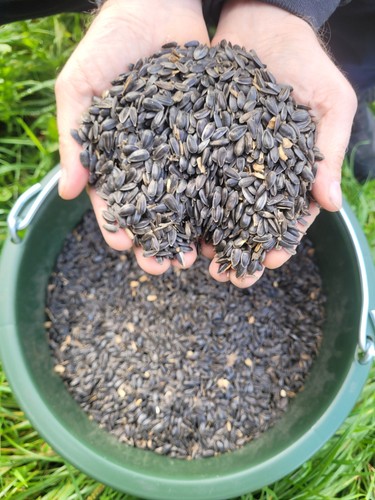 Schwarze sonnenblumenkerne - schwarze,