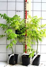 Sophora japonica "Flaviramea"/"Flavescens"  -   seltener gelbholziger Schnurbaum