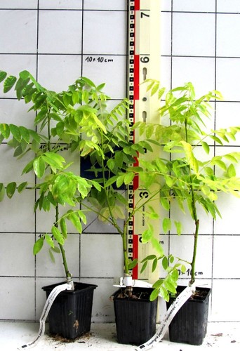 Sophora japonica