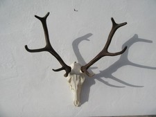 Schönes Hirschgeweih Hirsch