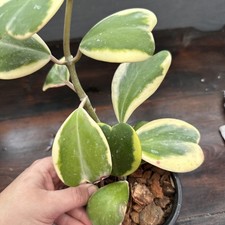 Hoya Kerrii  Albomarinata