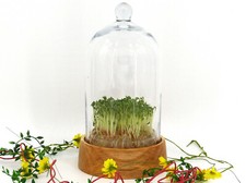 Keim-schale, Sprossen-glas