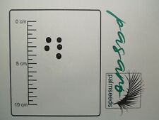 10x Palmen Samen Sabal minor var. McCurtain (Zwergpalmetto)