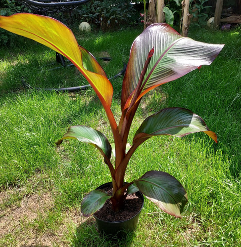 Ensete ventricosum maurelii - ,