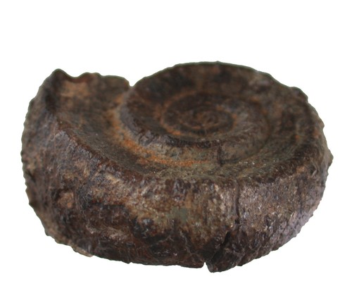 Karbon schizostoma africanus - ,
