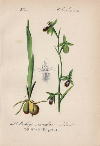 Spinnen ragwurz ophrys - -,