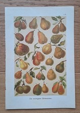 Birnensorten original