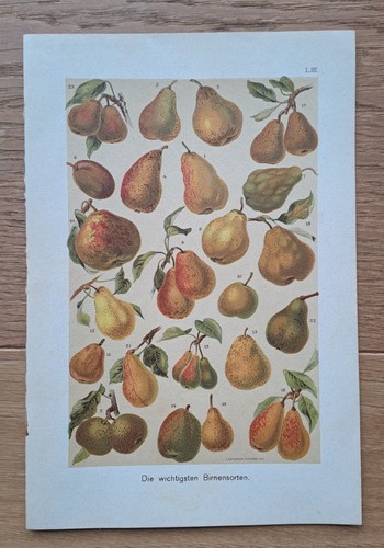 Birnensorten original