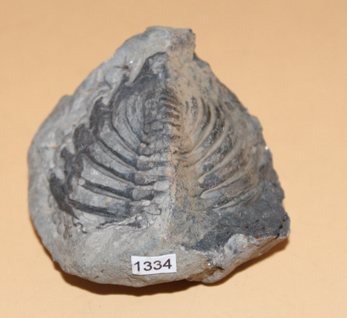 Metacryphaeus giganteus - metacryphaeus,