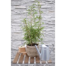 Fargesia rufa Bambus – Ø19