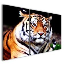 Moderne Bilder Safari Tiere