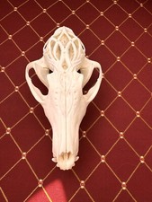 Schädel echt, Rotfuchs, Knochen, Deko, Trophäe, Kunst