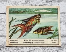 Paradiesfisch Macropodus Aquarium Scholze Palmin Sammelbild 196 Folge Reklame