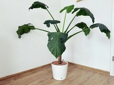 Alocasia macrorrhiza - [alocasia, macrorrhiza]