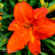 Taglilie Hemerocallis Sorte Mauna Loa intensiv orange H- 70cm B-10cm