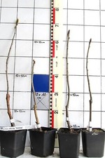 Sorbus "Dodong"("Ulong") 