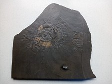 Schieferplatte 30 x 29 cm mit Ammoniten Holzmaden