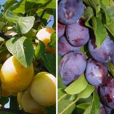 Duo Pflaumenbaum Hauszwetsche & Mirabelle von Nancy Mirabellenbaum 110-140 cm