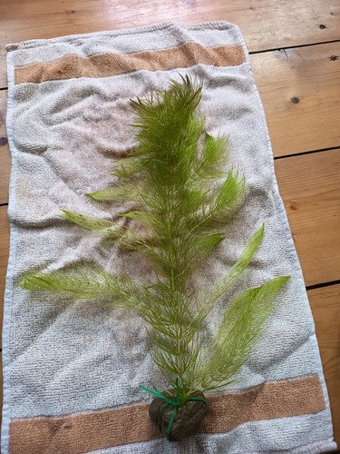 Hornkraut aquarienpflanze für - aquarienpflanze,