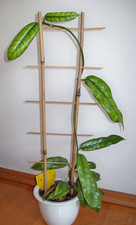 Hoya villosa GLOBULOSA Porzellanblume?GANZE WACHSPFLANZE ohne Blüte selten RAR