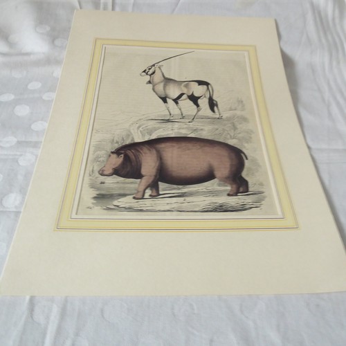 Antik lithographie flusspferd - antik,
