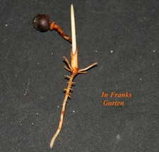 Caryota mitis, Fischschwanzpalme, Palme für Schatten, Zimmerpalme, 1 Keimling