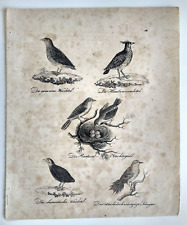 Alter Druck Vogelarten Taubenwachtel Nachtigall chinesische Wachtel Vögel