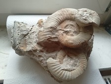 Ammoniten 3 Stück+ 2