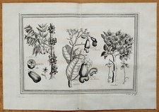 Botanik Cashewnuss # Original Gravur Bellin # 1750