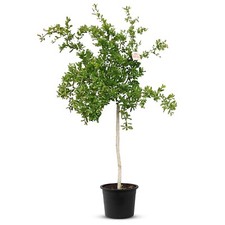 Granatapfelbaum - Punica
