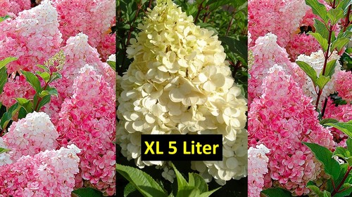 Hydrangea sundae fraise - sundae, 5l